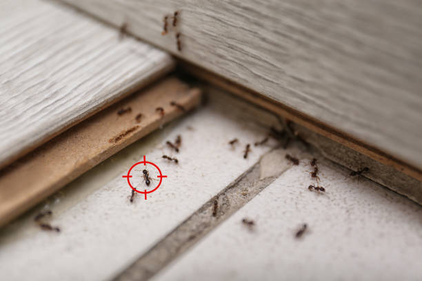 Best Cockroach Control Services  in Tuscumbia, AL