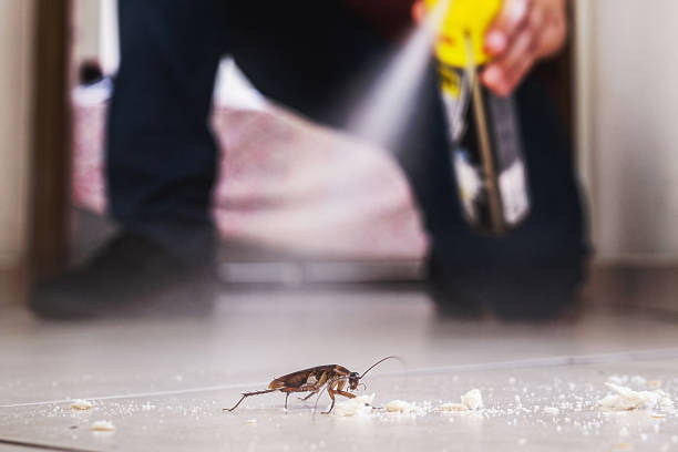 Best Spider Control Near Me  in Tuscumbia, AL